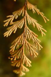 Hymenophyllum malingii. Abaxial lamina surface with rusty brown hairs densely covering the segments.  
 Image: L.R. Perrie © Te Papa 2013 CC BY-NC 3.0 NZ